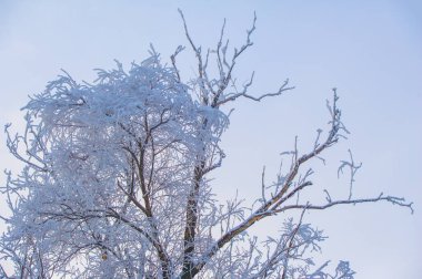 Dağlar. Kış. Yaygara yok, teslim tarihi yok, sadece huzur ve rahatlama. Derin karla kaplı ormanlar, sert ağaçlar ve çalılar, karla kaplı ağaçların beyaz tepeleri