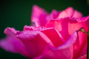 Gül bahçesi. Yüzeyin derinliği. Canlılık tüm buketi doldurur, yüksek merkezli büyük bir çiçeğe dönüşür, yapraklar kabarır, ve sarhoş edici bir lavanta kokusu.