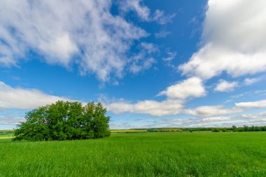 Bahar fotoğrafçılığı, genç mısır gevreği çekimleri. Olgunlaşmış buğday. Parlak güneşin altında yeşil fotosentez filizleri. Fosfor ve nitrojen gübreleri tanıtıldı