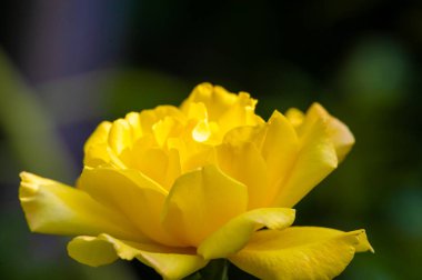 Gül bahçesi. Yüzeyin derinliği. Canlılık tüm buketi doldurur, yüksek merkezli büyük bir çiçeğe dönüşür, yapraklar kabarır, ve sarhoş edici bir lavanta kokusu.