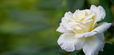 Gül bahçesi. Yüzeyin derinliği. Canlılık tüm buketi doldurur, yüksek merkezli büyük bir çiçeğe dönüşür, yapraklar kabarır, ve sarhoş edici bir lavanta kokusu.