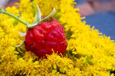 Ahududu. Yazın sonlarında, yerli ahududular tarladan buzdolabınıza bol bol gelirler. Bu, bu hassas meyveden faydalanmak ve onu iyi bir amaç için kullanmak için harika bir fırsat.