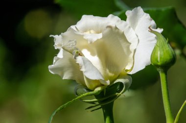 Gül bahçesi. Yüzeyin derinliği. Canlılık tüm buketi doldurur, yüksek merkezli büyük bir çiçeğe dönüşür, yapraklar kabarır, ve sarhoş edici bir lavanta kokusu.
