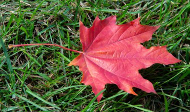 Sonbahar akçaağaç yaprağı, daha yüksek bir bitkinin düz bir yapısıdır. Direk sapına ya da gövdesine bağlı bir bıçağa benzer. Yapraklar fotosentez ve dönüşümün ana organlarıdır.