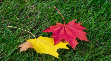 Sonbahar akçaağaç yaprağı, daha yüksek bir bitkinin düz bir yapısıdır. Direk sapına ya da gövdesine bağlı bir bıçağa benzer. Yapraklar fotosentez ve dönüşümün ana organlarıdır.