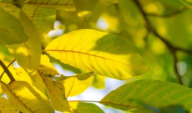 Bir cevizin sonbahar yaprakları. Bu gerçek bir sonbahar günü değil mi? Hayatı ve doğayı uyumlu hale getiren benim sevdiğim sakin melankoli..