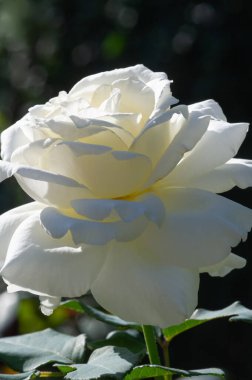 Gül bahçesi. Yüzeyin derinliği. Canlılık tüm buketi doldurur, yüksek merkezli büyük bir çiçeğe dönüşür, yapraklar kabarır, ve sarhoş edici bir lavanta kokusu.