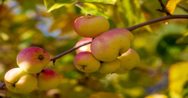 Ώριμο Μήλο Ένα Δέντρο Έναν Οπωρώνα Τρόφιμα — Φωτογραφία Αρχείου