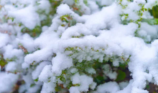 Pierwszy Śnieg Padał Jesienne Liście Jesień Nadeszła Złota Natura Drży — Zdjęcie stockowe