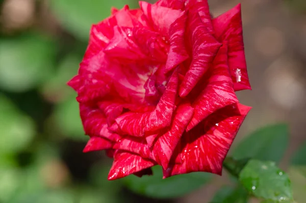 Gartenrose Geringe Schärfentiefe Vitalität Erfüllt Den Ganzen Strauß Und Öffnet — Stockfoto