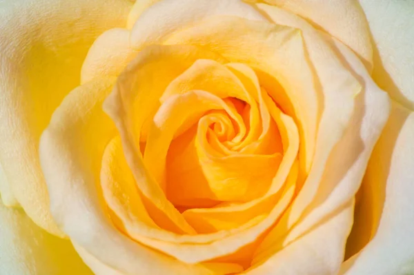 stock image Garden rose. Shallow depth of field. Vitality fills the entire bouquet, fully opening into a large flower with a high center, ruffled petals, and an intoxicating scent of lavender.