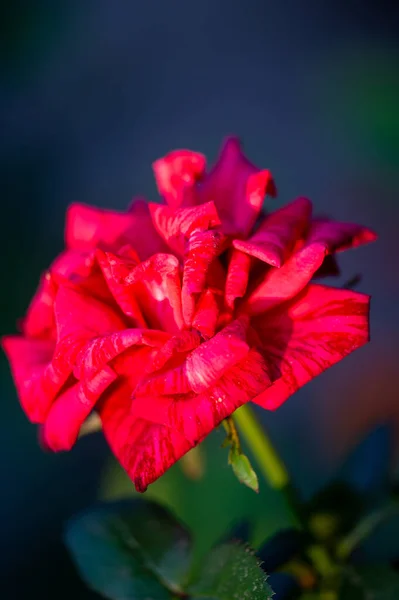 Garden Rose Profondeur Champ Faible Vitalité Remplit Tout Bouquet Ouvrant — Photo