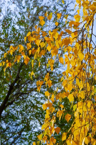Folhas Outono Coloridas Bétula Árvore Caduca Com Casca Branca Com — Fotografia de Stock