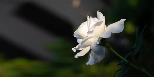 Садовая Роза Мелкая Глубина Резкости Жизнеспособность Наполняет Букет Полностью Открываясь — стоковое фото