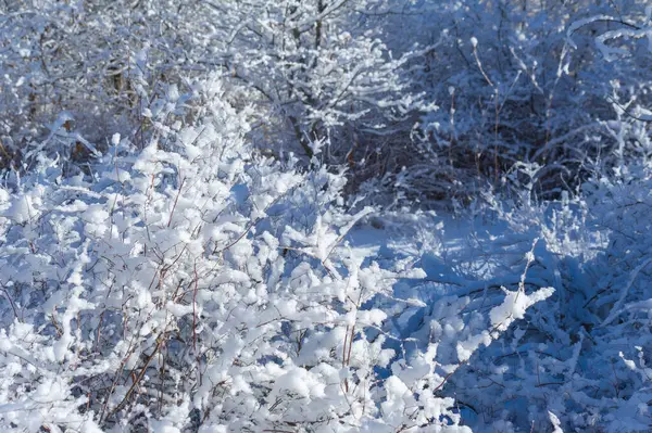 大騒ぎも 締め切りも 絶対的な平和とリラクゼーションもありません 深い雪に覆われた森林 粗い木や低木 雪の白い頂 木を覆う — ストック写真