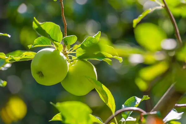 stock image Apples. When apples ripen in autumn, I begin to understand what the trees have been doing all summer. And when the autumn of my life comes, will I have fruit