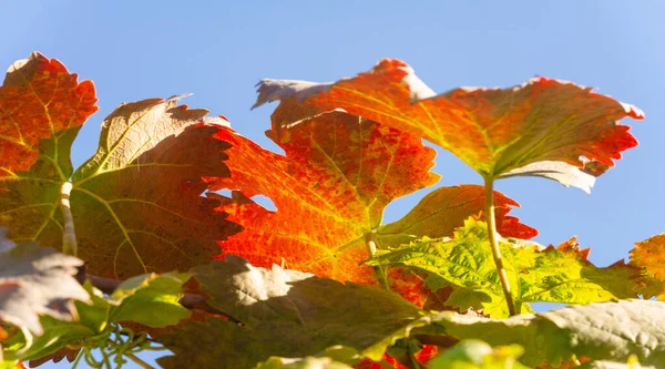 Осенние Листья Ветках Деревьев Осень Вторая Весна Каждый Лист Цветок — стоковое фото
