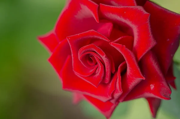 Garden Rose Mělká Hloubka Pole Vitalita Naplňuje Celou Kytici Plně — Stock fotografie