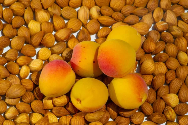 Meruňková Jádra Vedlejší Produkt Meruňkového Ovoce Jsou Bohatým Zdrojem Bílkovin — Stock fotografie