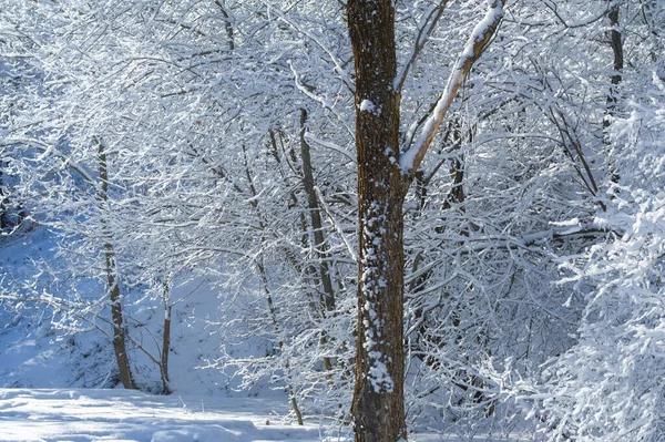 Hory Blíží Zima Spolu Padajícím Sněhem Snáší Pocit Sounáležitosti Díky — Stock fotografie