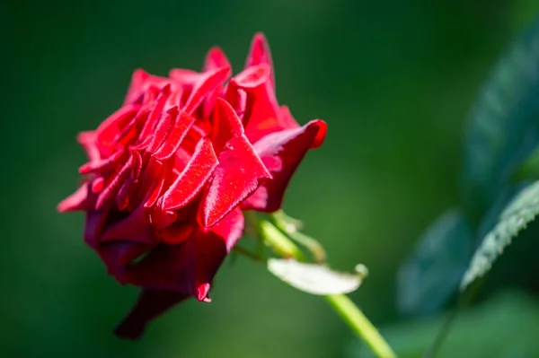 花园玫瑰 地面的浅水区 整个花束充满了生命力 完全绽放成一朵大花朵 花心高高的 花瓣绽放 薰衣草芬芳醉人 — 图库照片