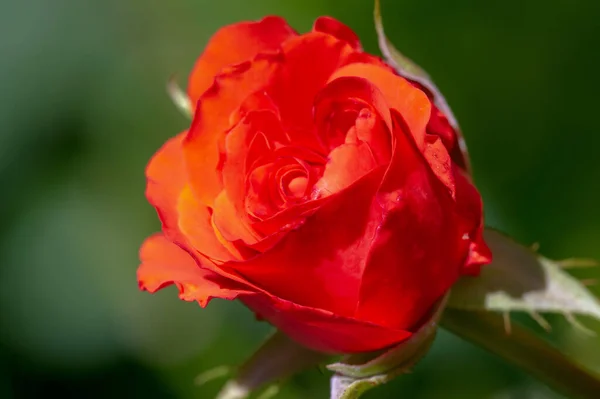 Садова Троянда Невелика Глибина Різкості Віталій Заповнює Букет Повністю Відкриваючись — стокове фото