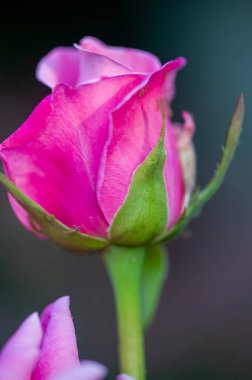 Gül bahçesi. Yüzeyin derinliği. Canlılık tüm buketi doldurur, yüksek merkezli büyük bir çiçeğe dönüşür, yapraklar kabarır, ve sarhoş edici bir lavanta kokusu.