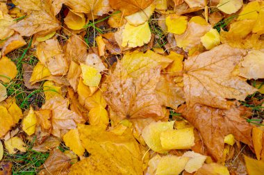 Sonbahar fotoğrafçılığı, sonbaharda yapraklar, yılın bu zamanında ağaçlar turuncu, kırmızı ve bakır çiçeklerden koparak canlanıyor.