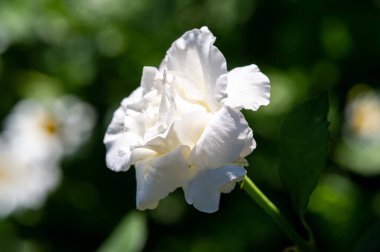 Gül bahçesi. Yüzeyin derinliği. Canlılık tüm buketi doldurur, yüksek merkezli büyük bir çiçeğe dönüşür, yapraklar kabarır, ve sarhoş edici bir lavanta kokusu.