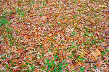 Sonbahar fotoğrafçılığı, sonbaharda yapraklar, yılın bu zamanında ağaçlar turuncu, kırmızı ve bakır çiçeklerden koparak canlanıyor.