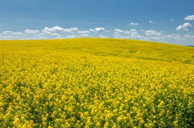 Kolza tohumu (Brassica napus subsp. Petrol zengini tohumlar sayesinde yetişen parlak sarı çiçekli kanola, önemli bir sebze yağı kaynağı ve protein unu kaynağıdır..