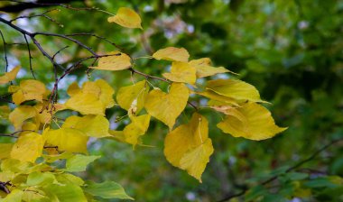 Sonbahar fotoğrafçılığı, sonbaharda yapraklar, yılın bu zamanında ağaçlar turuncu, kırmızı ve bakır çiçeklerden koparak canlanıyor.