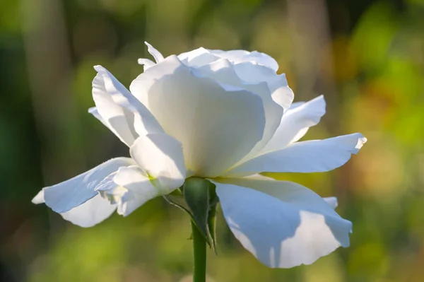 stock image Garden rose. Shallow depth of field. Vitality fills the entire bouquet, fully opening into a large flower with a high center, ruffled petals, and an intoxicating scent of lavender.