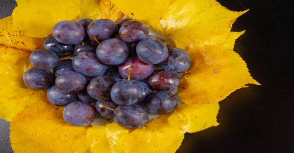Prunus Spinosa Φωτογραφήθηκε Στο Στούντιο Prunus Spinosa Είναι Ένας Μεγάλος — Φωτογραφία Αρχείου