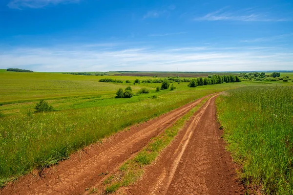 夏日的风景 土路由黑土铺成 蓝天万里无云 青小麦 沿着欧洲的大地漫步 — 图库照片