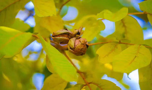 核桃的秋天叶子 金黄的十月 轻柔而沉重 — 图库照片