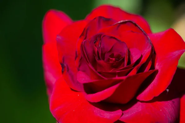 Rosa Giardino Profondità Campo Ridotta Vitalità Riempie Intero Bouquet Aprendosi — Foto Stock