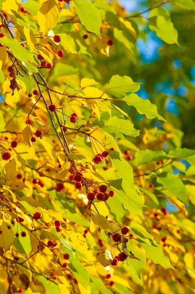 stock image autumn landscape, sketch of autumn in the photo, yellow burgundy red leaves, summer petition, joyful pictures