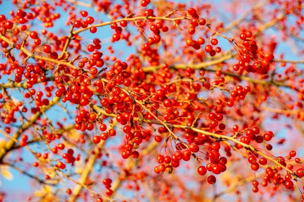 Φθινοπωρινή Φωτογραφία Μικρά Κόκκινα Διακοσμητικά Μήλα Ένα Δέντρο Ένα Πάρκο — Φωτογραφία Αρχείου
