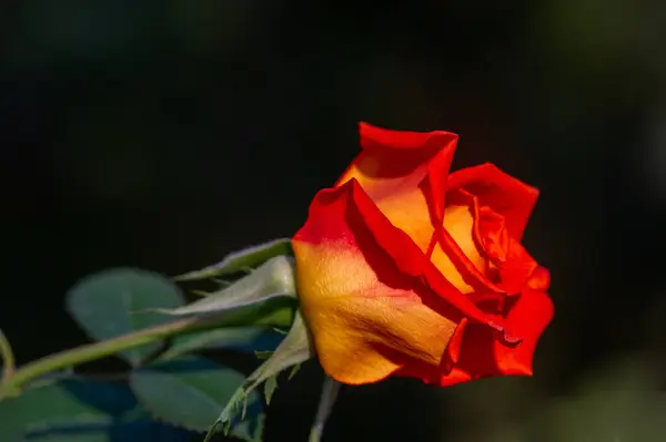 Садова Троянда Невелика Глибина Різкості Віталій Заповнює Букет Повністю Відкриваючись — стокове фото