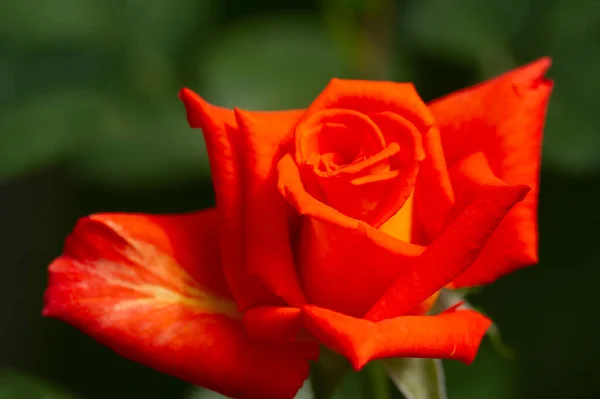 Ogrodowa Róża Płytka Głębokość Pola Witalność Wypełnia Cały Bukiet Pełni — Zdjęcie stockowe
