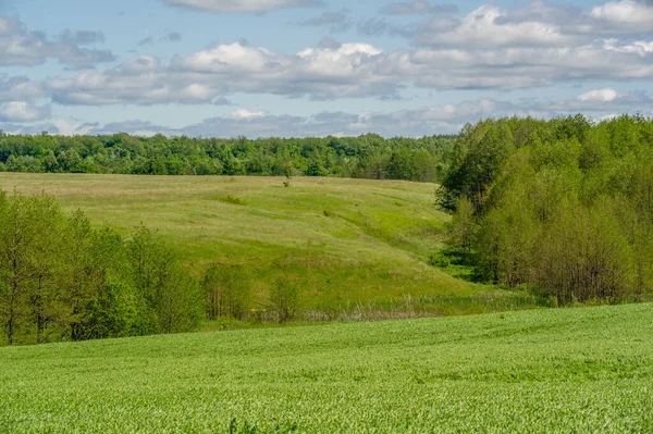 stock image Spring photography, young shoots of cereals. Ripening wheat. Green shoots of photosynthesis under the bright sun. Phosphorus and nitrogen fertilizers introduced