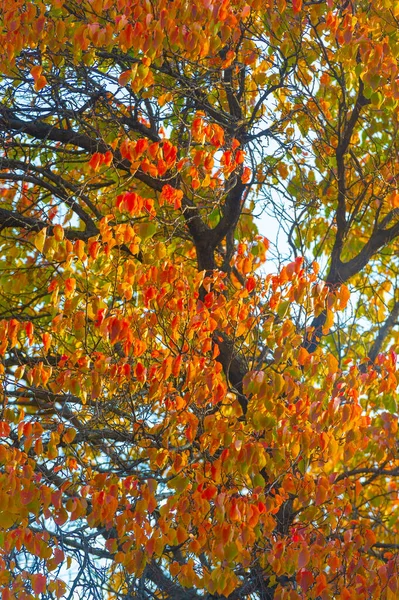 秋天的树叶落在树枝上 当一切看起来像一幅神奇的油画时 你知道现在是秋天 — 图库照片