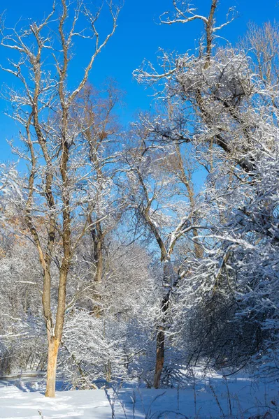 Nas Montanhas Inverno Conheça Bela Paisagem Caminhadas Inverno Riachos Cobertos — Fotografia de Stock
