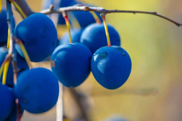 Prunus Spinosa Chamado Blackthorn Sloe Adequado Para Alimentos Enlatados Mas — Fotografia de Stock