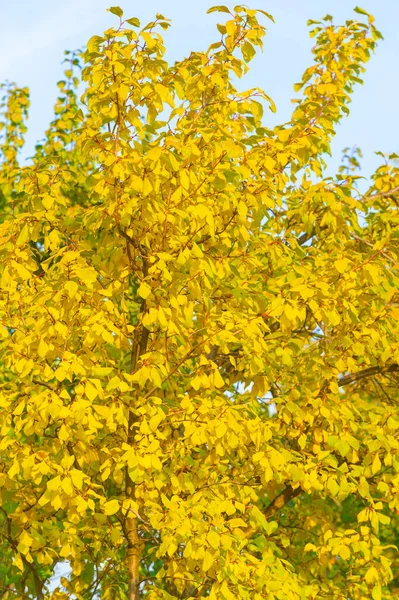 Осенние Листья Ветках Деревьев Весна Лето Красота Имеет Грации Видел — стоковое фото