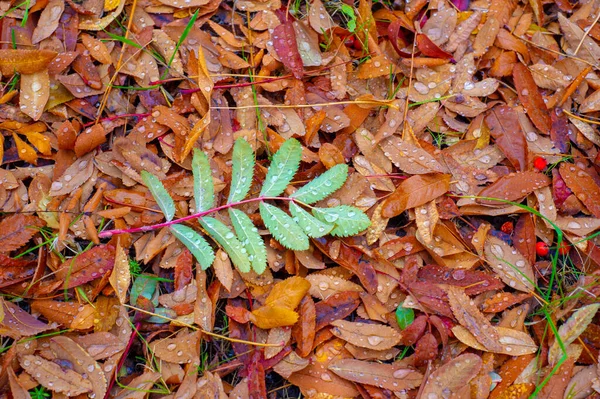 Jesienne Zdjęcia Liście Jesienią Tej Porze Roku Drzewa Wydają Się — Zdjęcie stockowe