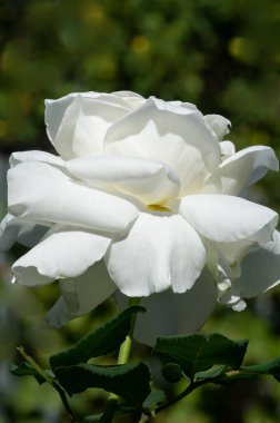 Gül bahçesi. Yüzeyin derinliği. Canlılık tüm buketi doldurur, yüksek merkezli büyük bir çiçeğe dönüşür, yapraklar kabarır, ve sarhoş edici bir lavanta kokusu.