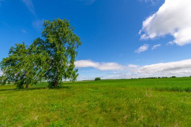 İlkbahar fotoğrafçılığı, manzara, toprak yol ya da dünyanın içinden geçtiği yol.