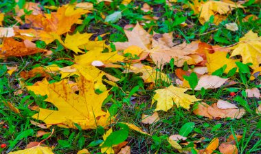 Sonbahar akçaağaç yaprağı, daha yüksek bir bitkinin düz bir yapısıdır. Direk sapına ya da gövdesine bağlı bir bıçağa benzer. Yapraklar fotosentez ve dönüşümün ana organlarıdır.